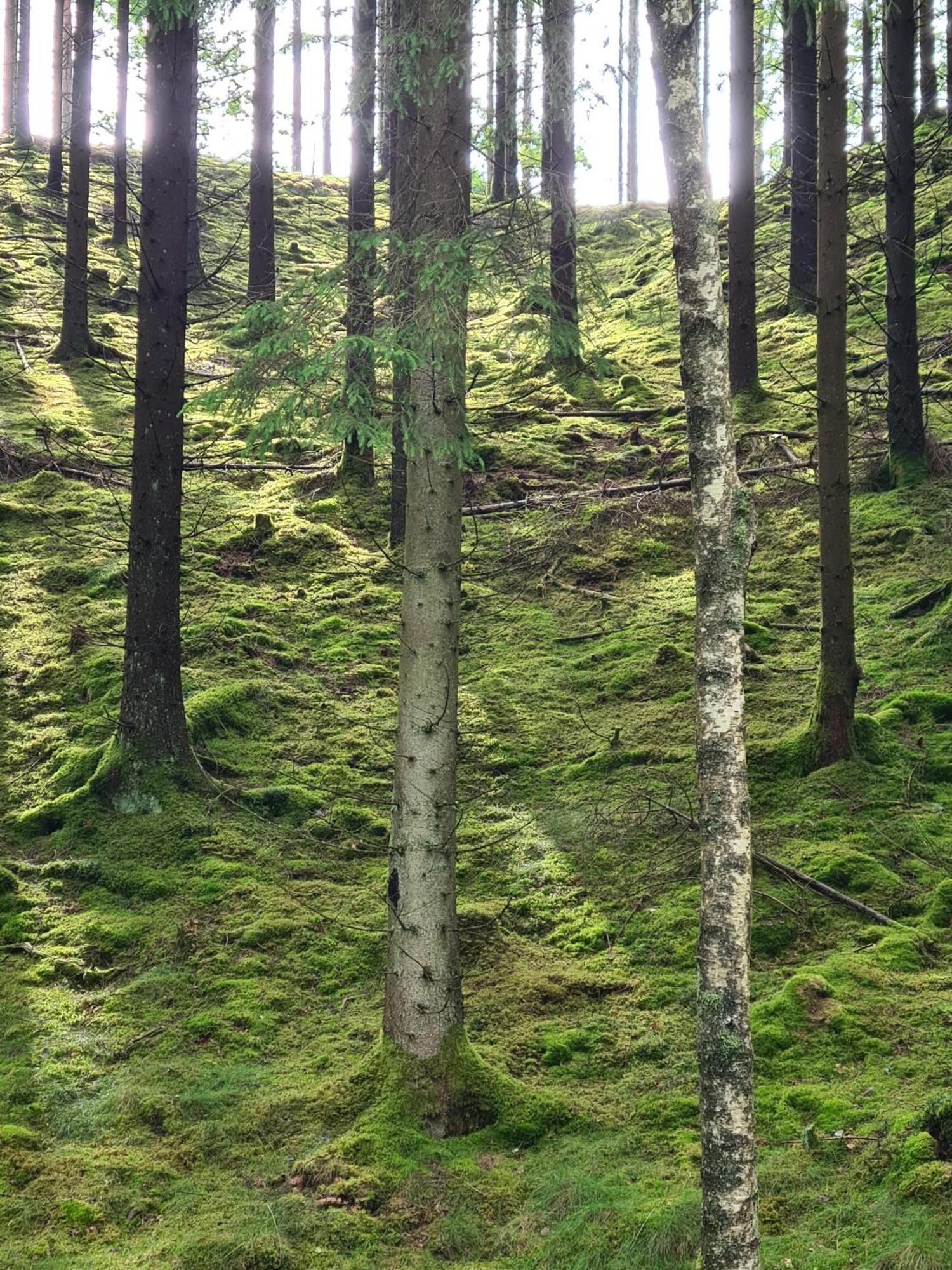 Stuga I Naturen Simlangsdalen Екстер'єр фото